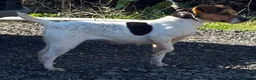 Jack Russell dogs for sale: Jack Russell puppies  - Advert 1