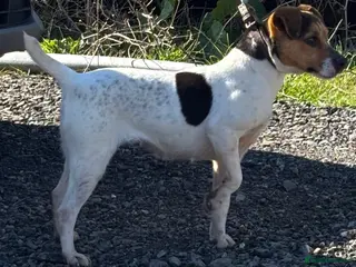Jack Russell dogs Jack Russell puppies - Advert 1