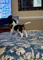 Cavalier King Charles Spaniel 2