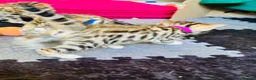 Bengal cats for sale: Stunning Bengal Kittens  - Advert 7