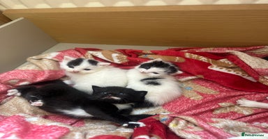 Mixed Breed cats - Advert 14