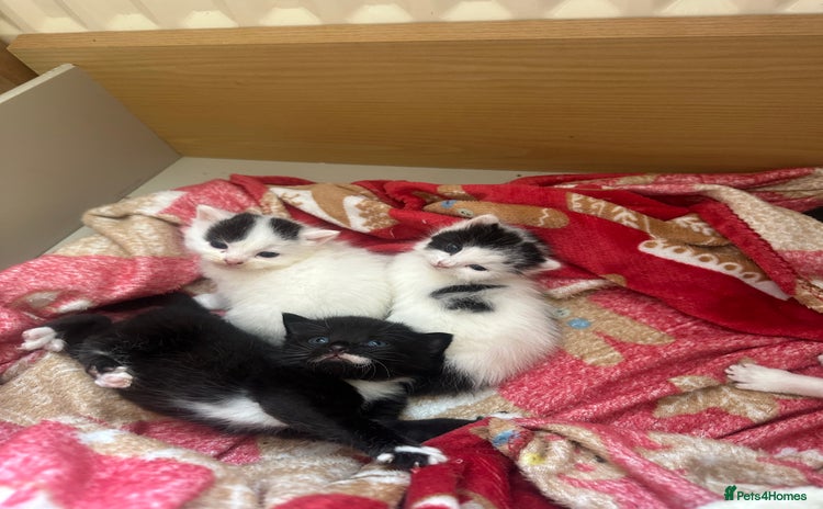 Mixed Breed cats - Advert 3