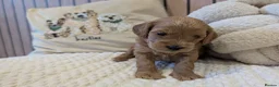 Cavapoo dogs for sale: BEAUTIFUL F1B CAVAPOO PUPPIES  - Advert 12