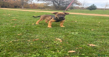 Belgian Shepherd Dog dogs - Advert 15