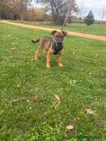 Belgian Shepherd Dog dogs - Advert 13