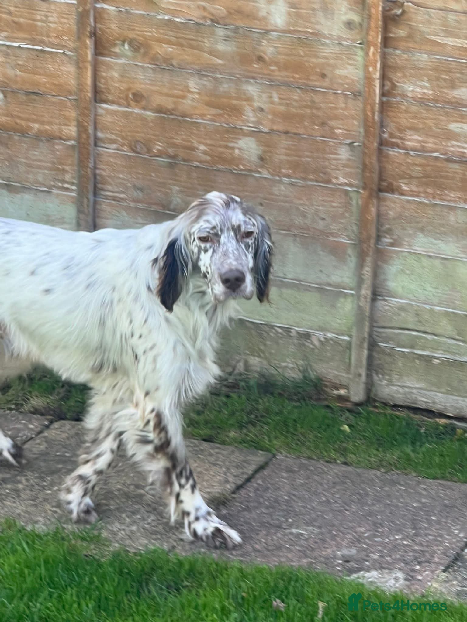 English Setter dogs Alfie - Advert 4