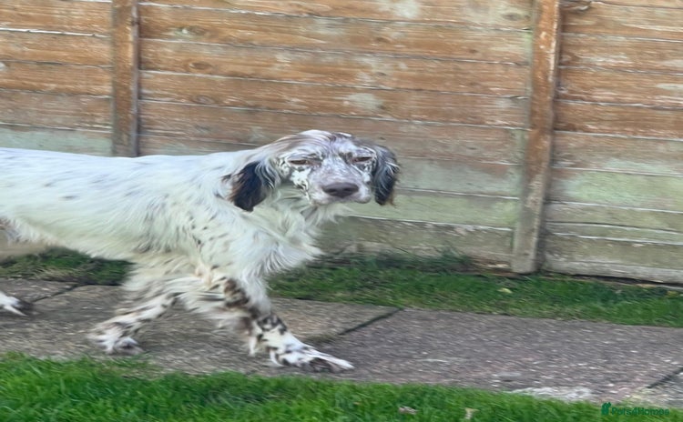 English Setter dogs Alfie - Advert 2