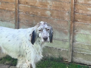English Setter dogs Alfie - Advert 14