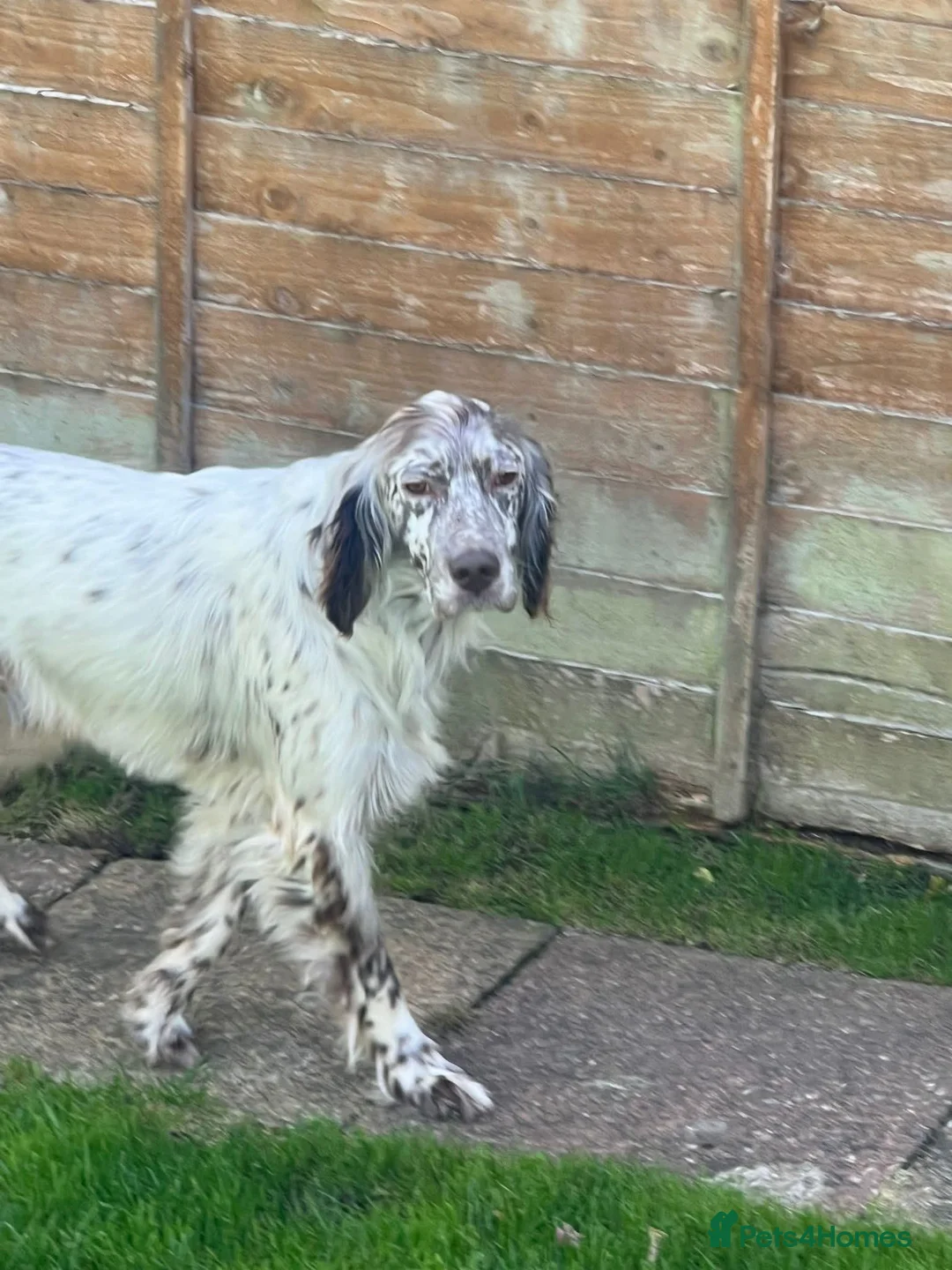 English Setter dogs for adoption: Alfie - Advert 1