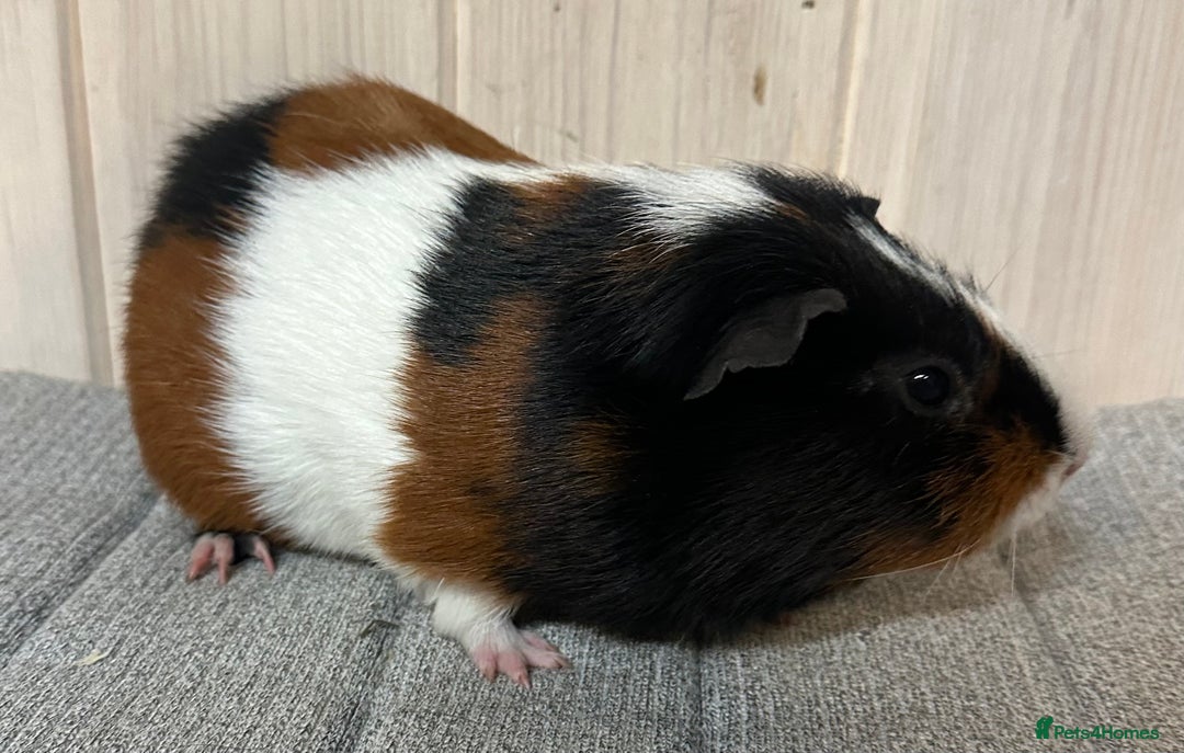 Guinea Pig rodents for sale: Baby boars, sows and a adult boar available  - Advert 6