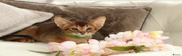 Abyssinian cats for sale: Pure breed Abyssinian kitten’s GCCF registered  - Advert 9