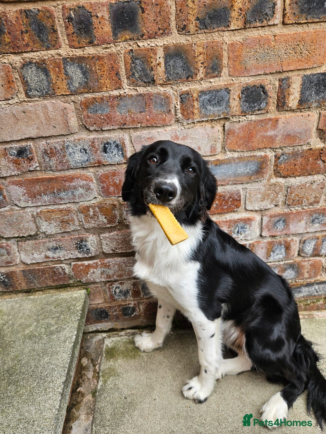Sprollie dogs for sale: Beautiful Sprollie Girl - Image 3