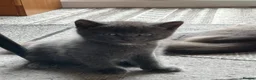Norwegian Forest Cat cats for sale: Norwegian & American Bobtail Healthy Kittens 🐱 ✨✨ in Attleborough - Advert 15
