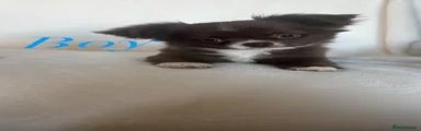 Chihuahua 1