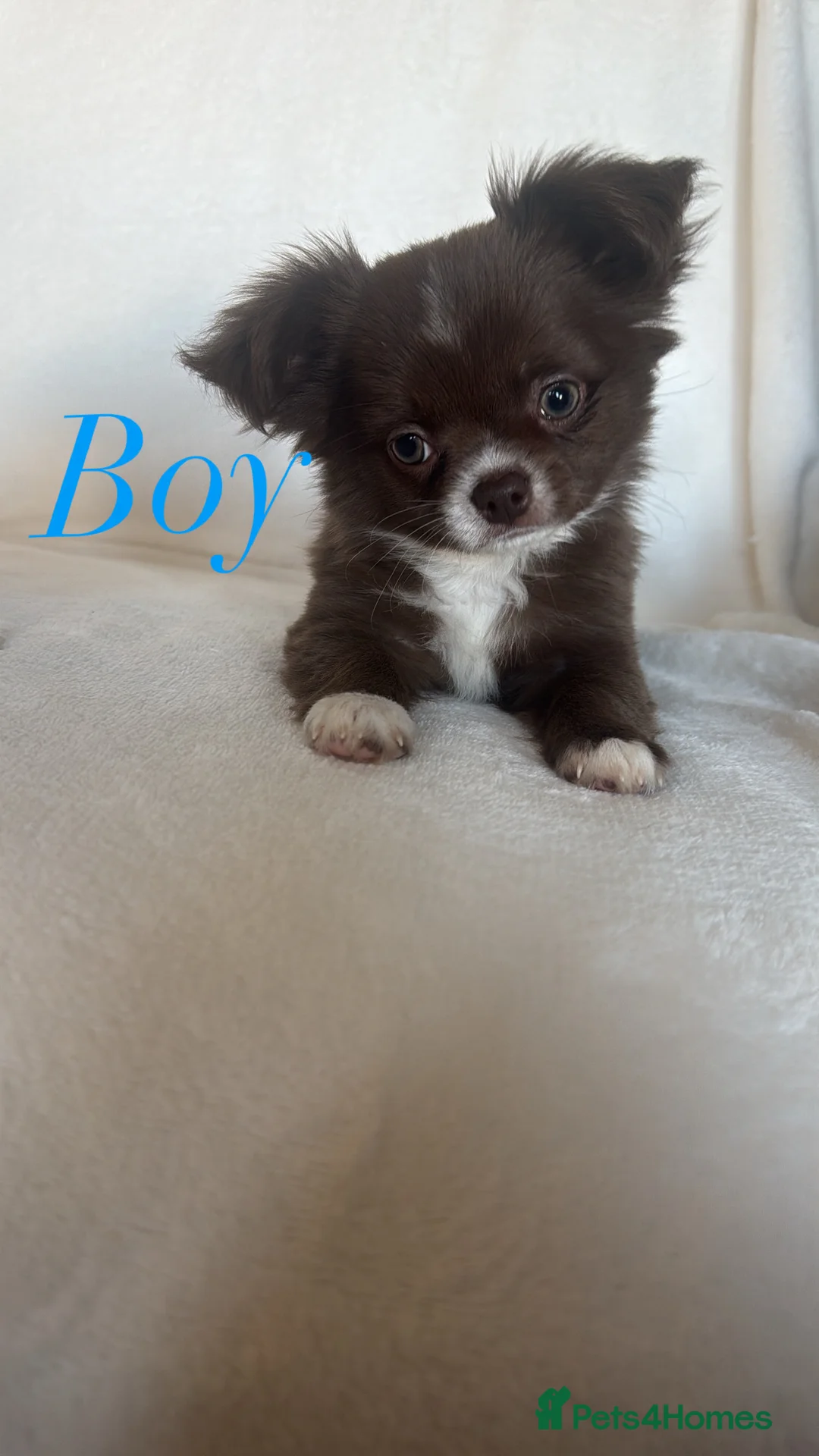 Chihuahua dogs for sale: Longhair chihuahua puppies Russian blood lines - Advert 14