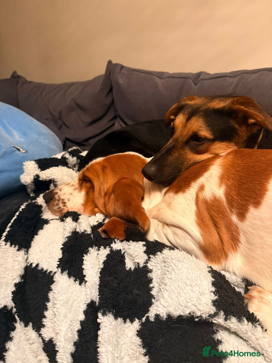 Mixed Breed dogs for adoption: 💙BRUNO💙Loyal Loving Overlooked 11 months old - Advert 14