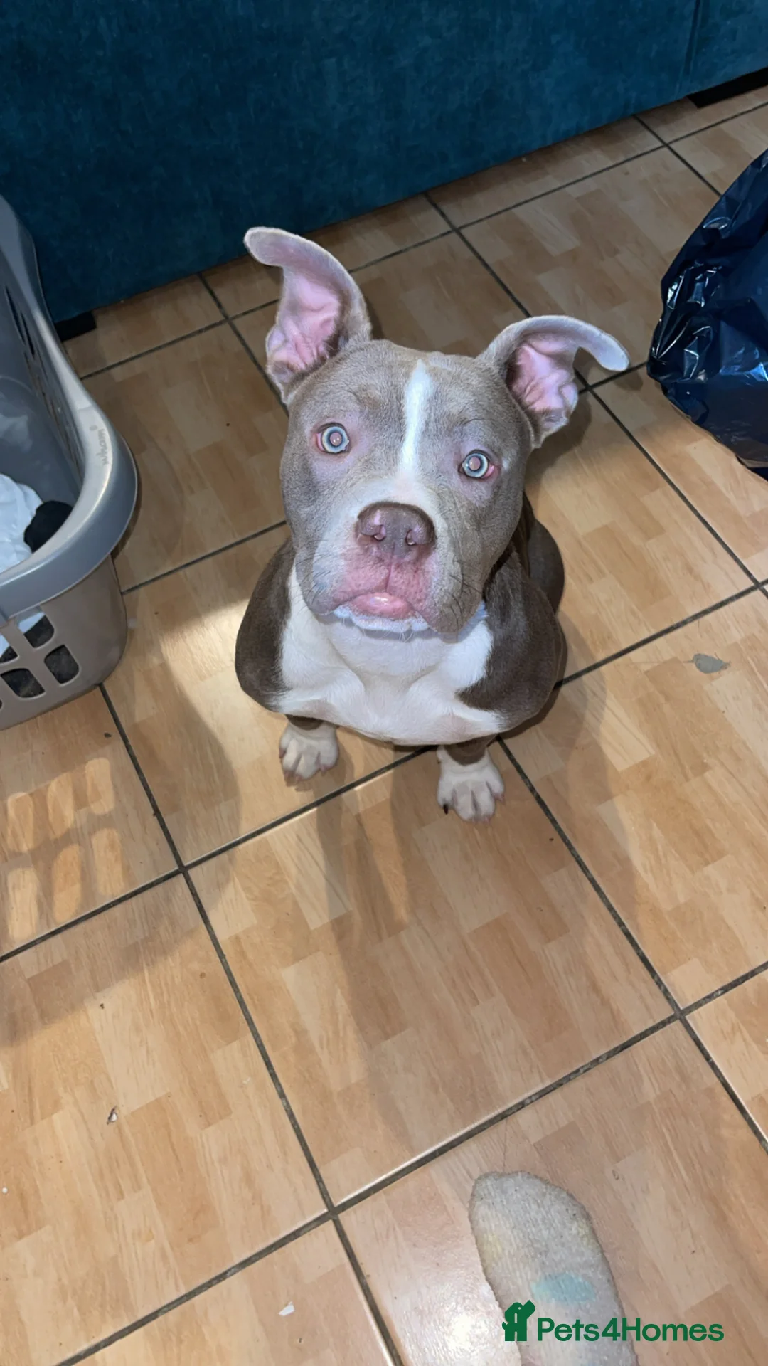 American Bully dogs for sale: Pocket bully - Advert 1