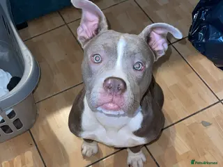 American Bully dogs Pocket bully - Advert 1