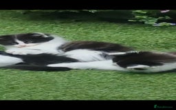 British Longhair cats for sale: 3 kittens available - Image 2