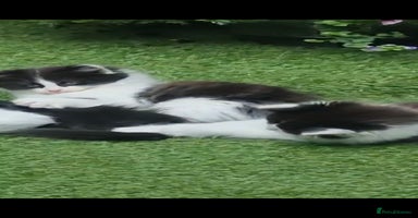 British Longhair cats - Advert 11