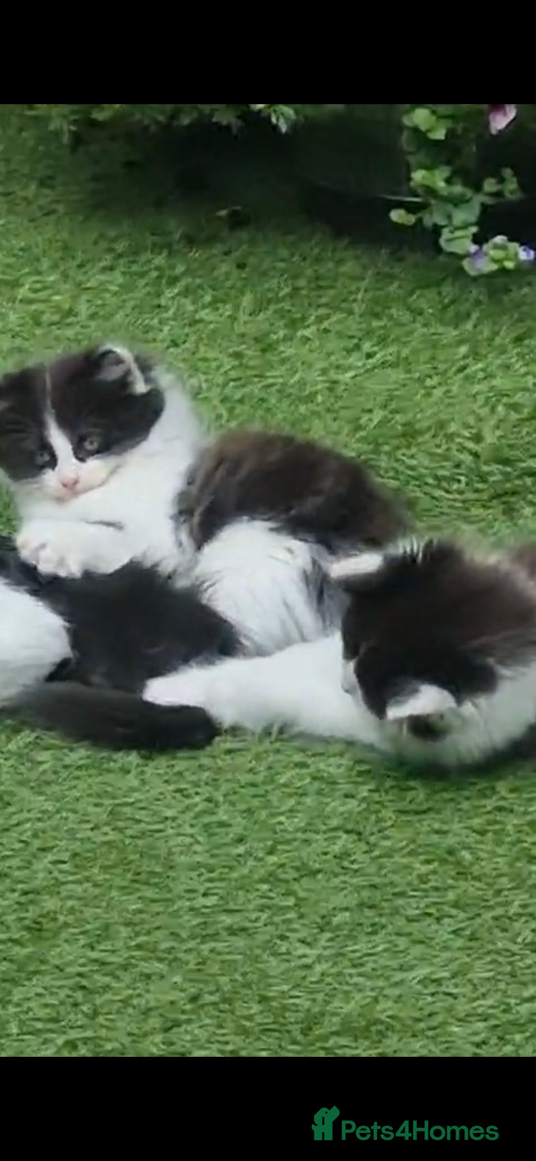 British Longhair cats for sale: 3 kittens available - Image 2