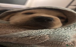 Labrador Retriever dogs for sale: Labrador puppies - Advert 10