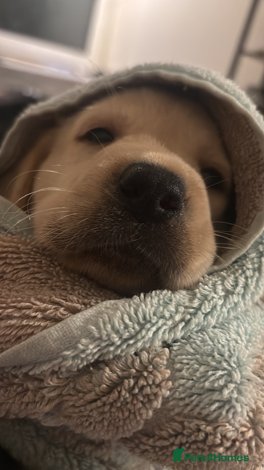 Labrador Retriever dogs for sale: Labrador puppies - Advert 10