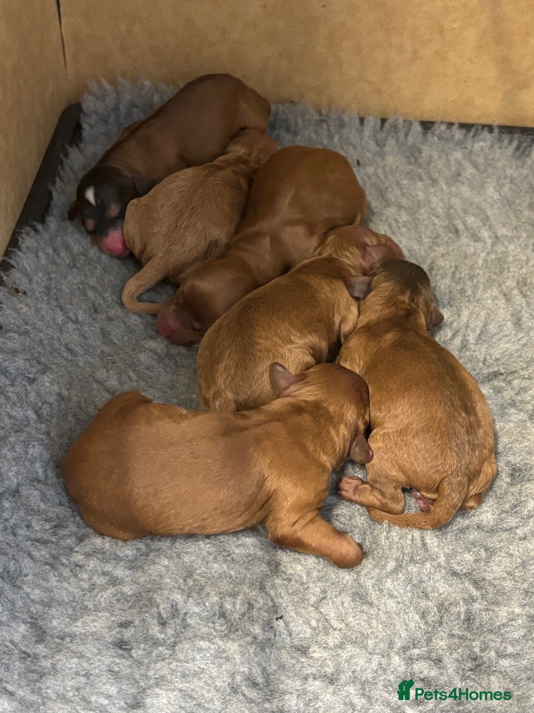 Cockapoo dogs for sale: ✨ Toy F2 Cockapoo Puppies ✨ - Image 2