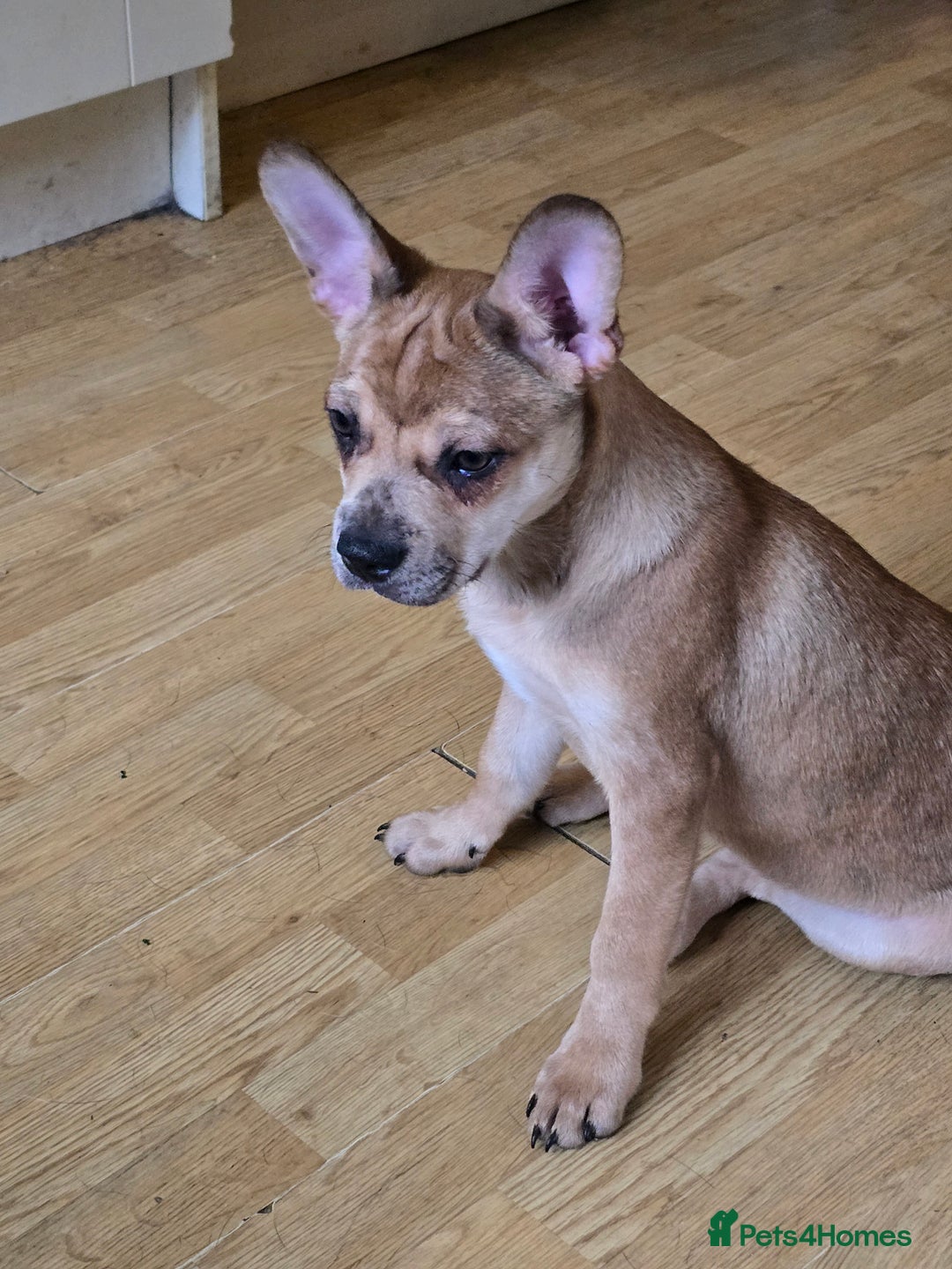 Mixed Breed dogs for sale: Frenchie x Labrador Puppies 17 weeks ready to go - Image 17