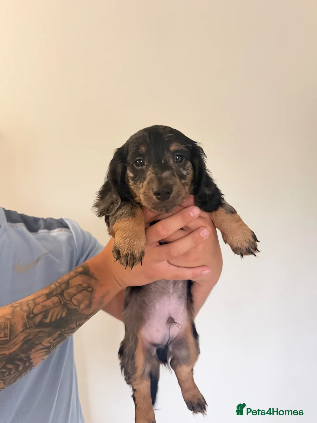 Dachshund dogs for sale: Stunning Long Haired Silver Dapple Dachshund Boy - Advert 1