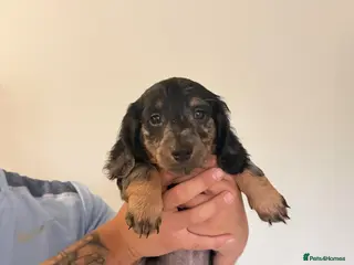 Dachshund dogs Stunning Long Haired Silver Dapple Dachshund Boy - Advert 4