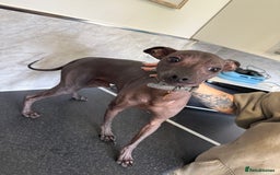 Mexican Hairless dogs for sale: MINI MEXICAN HAIRLESS MALE!   - Image 5