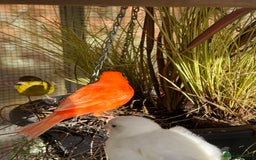 Canaries birds for sale: Selection of Fife Canaries for sale - Advert 7