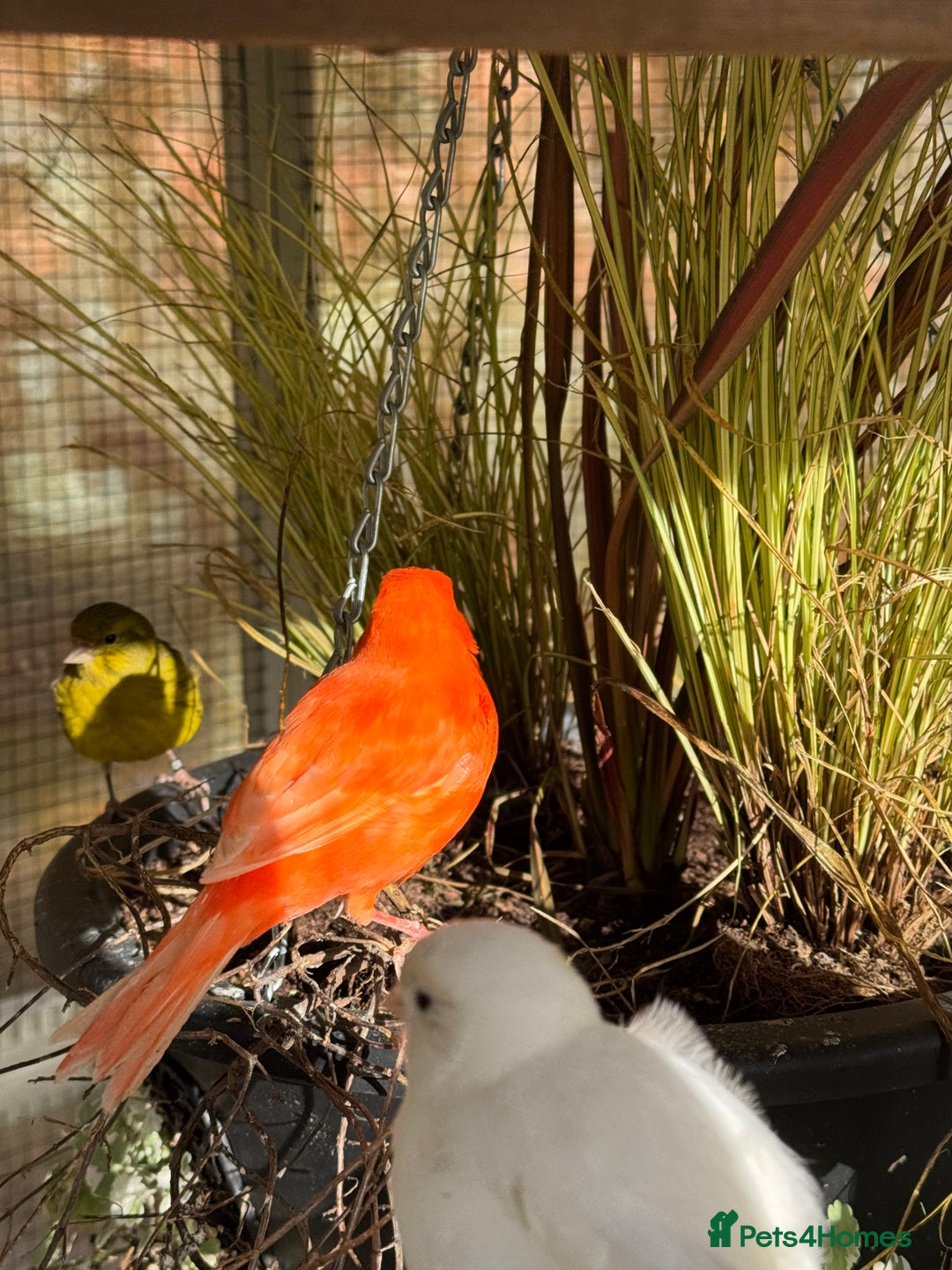 Canaries birds for sale: Selection of Fife Canaries for sale - Advert 7