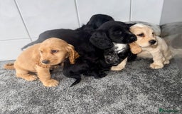 Cocker Spaniel dogs for sale: 6 stunning show type cocker spaniels  - Image 8