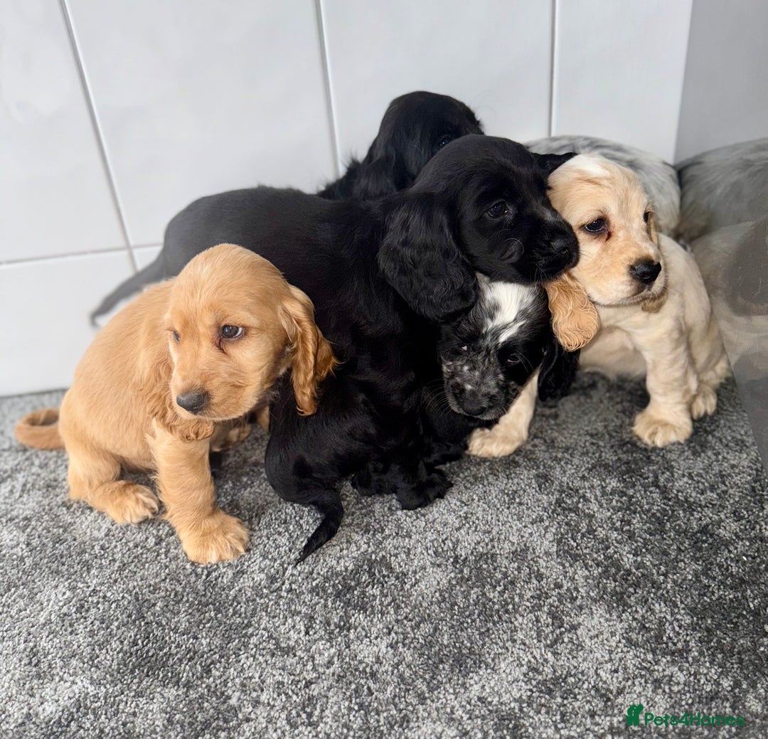 Cocker Spaniel dogs for sale: 6 stunning show type cocker spaniels  - Image 8