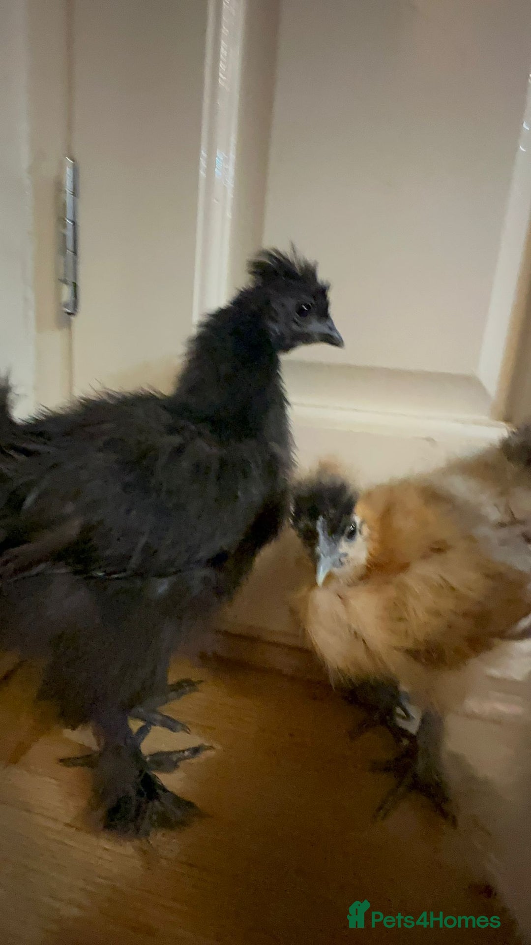 Chickens poultry for sale: 3 Silkie Purebreds for £90 - Advert 7