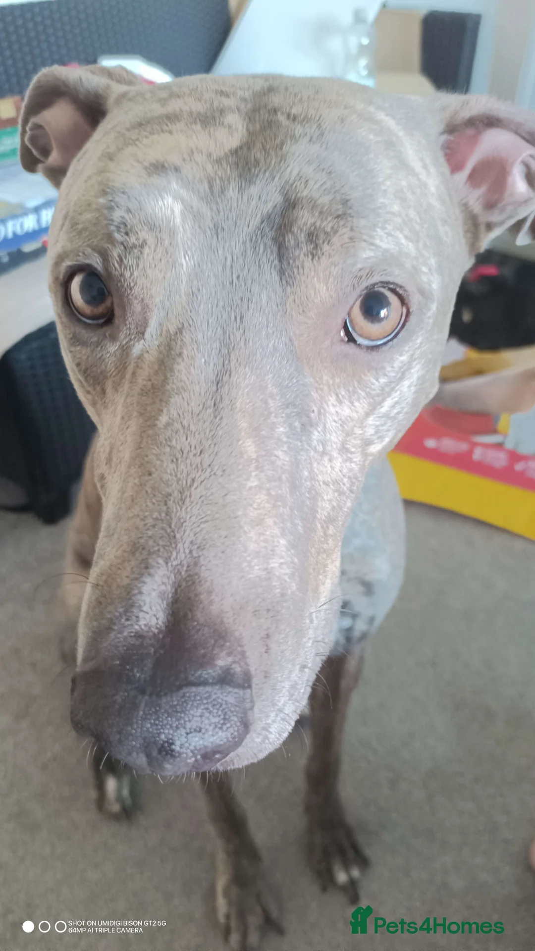 Lurcher dogs for sale: Baloo - Loving Home Wanted in Conwy - Advert 2