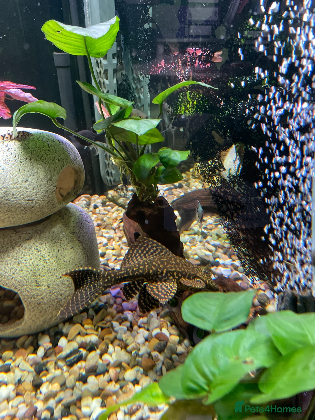 Plecos fish for sale: Leopard Pleco - Advert 2