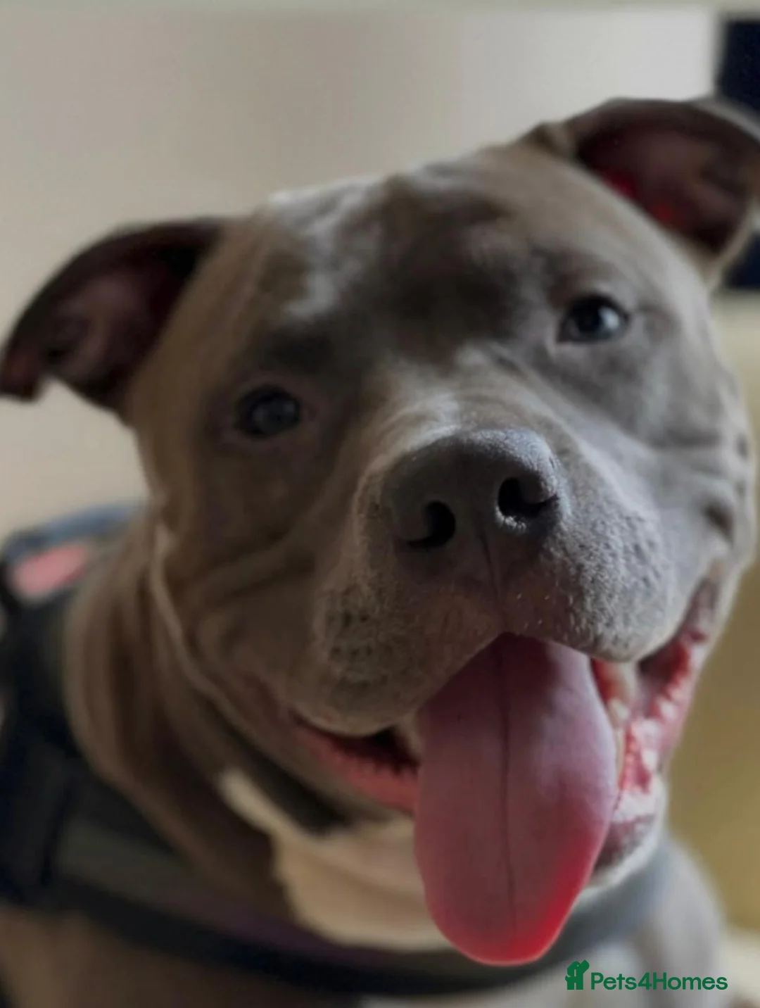 Staffordshire Bull Terrier dogs for stud: Staffordshire bull terrier male - Advert 2