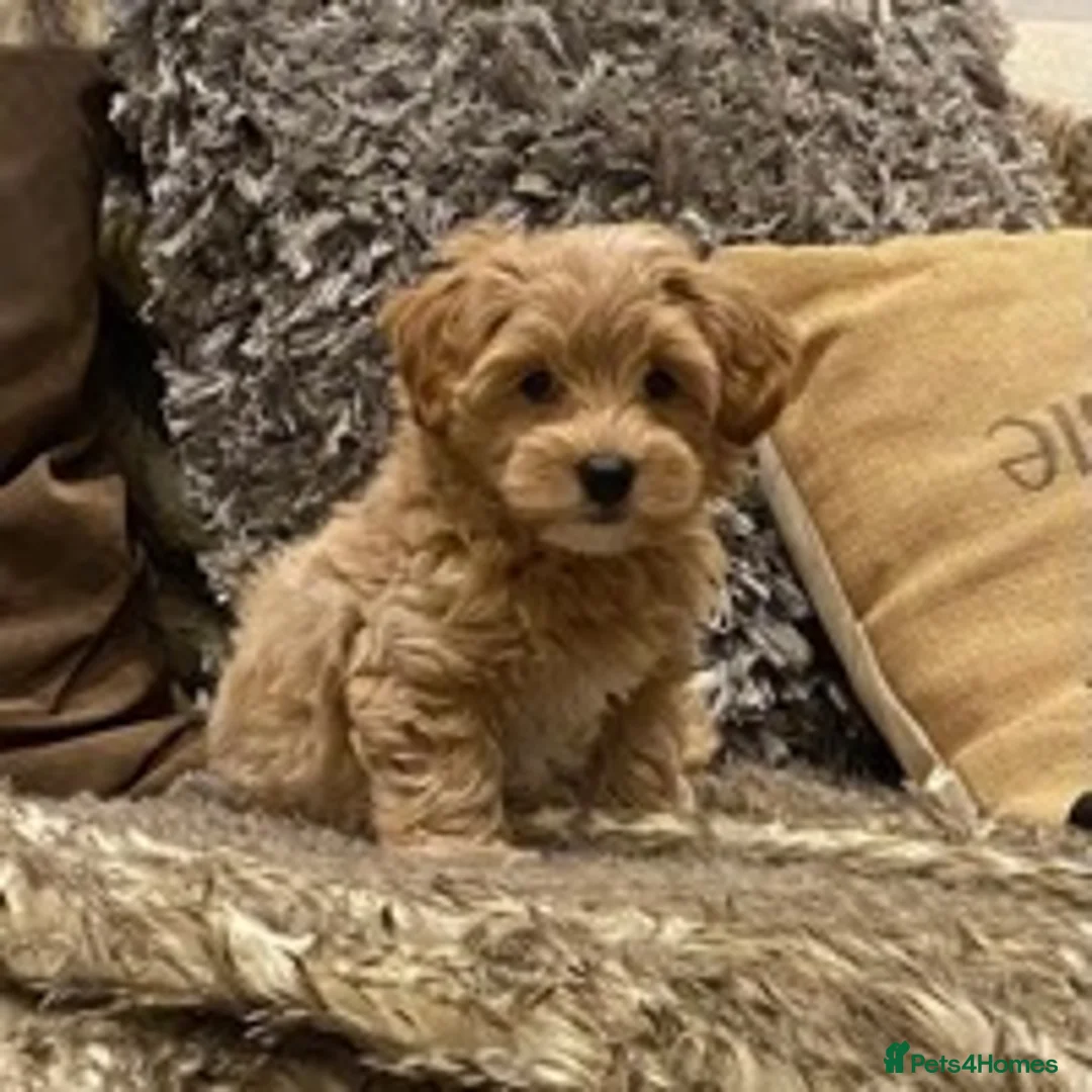 Maltese dogs for stud: Stunning Maltese at stud in Coventry - Advert 5