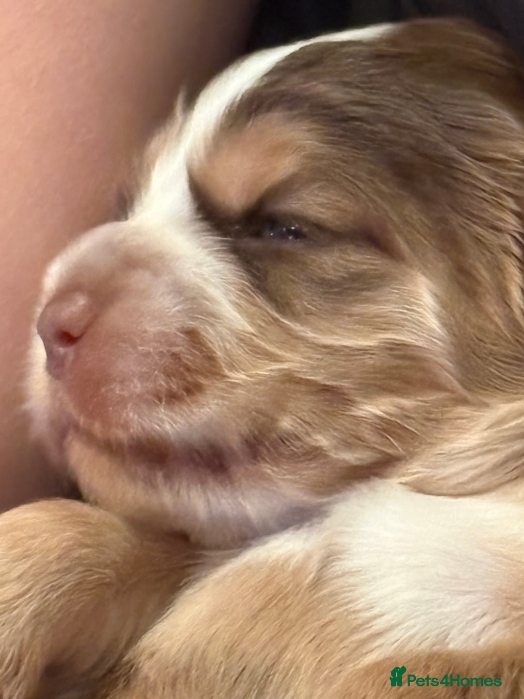 Cocker Spaniel dogs for sale: Kc registered show type cocker spaniel puppies - Image 16