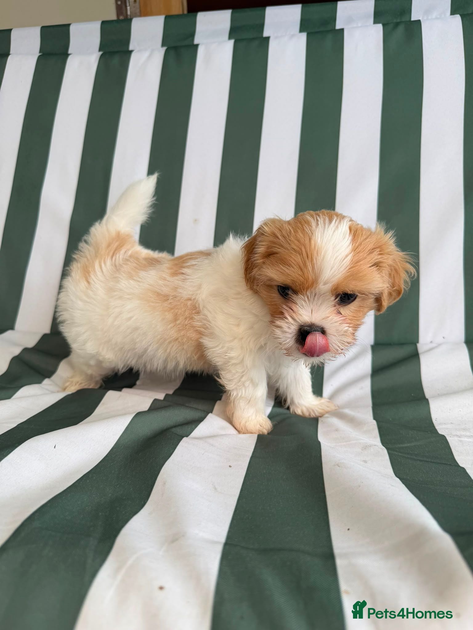Mixed Breed dogs Cookie - Advert 17