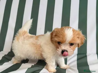 Mixed Breed dogs Cookie - Advert 17