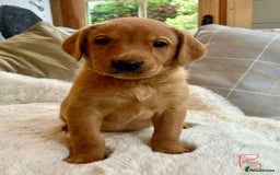 Labrador Retriever dogs for sale: Kc reg fox red Labradors  - Advert 1