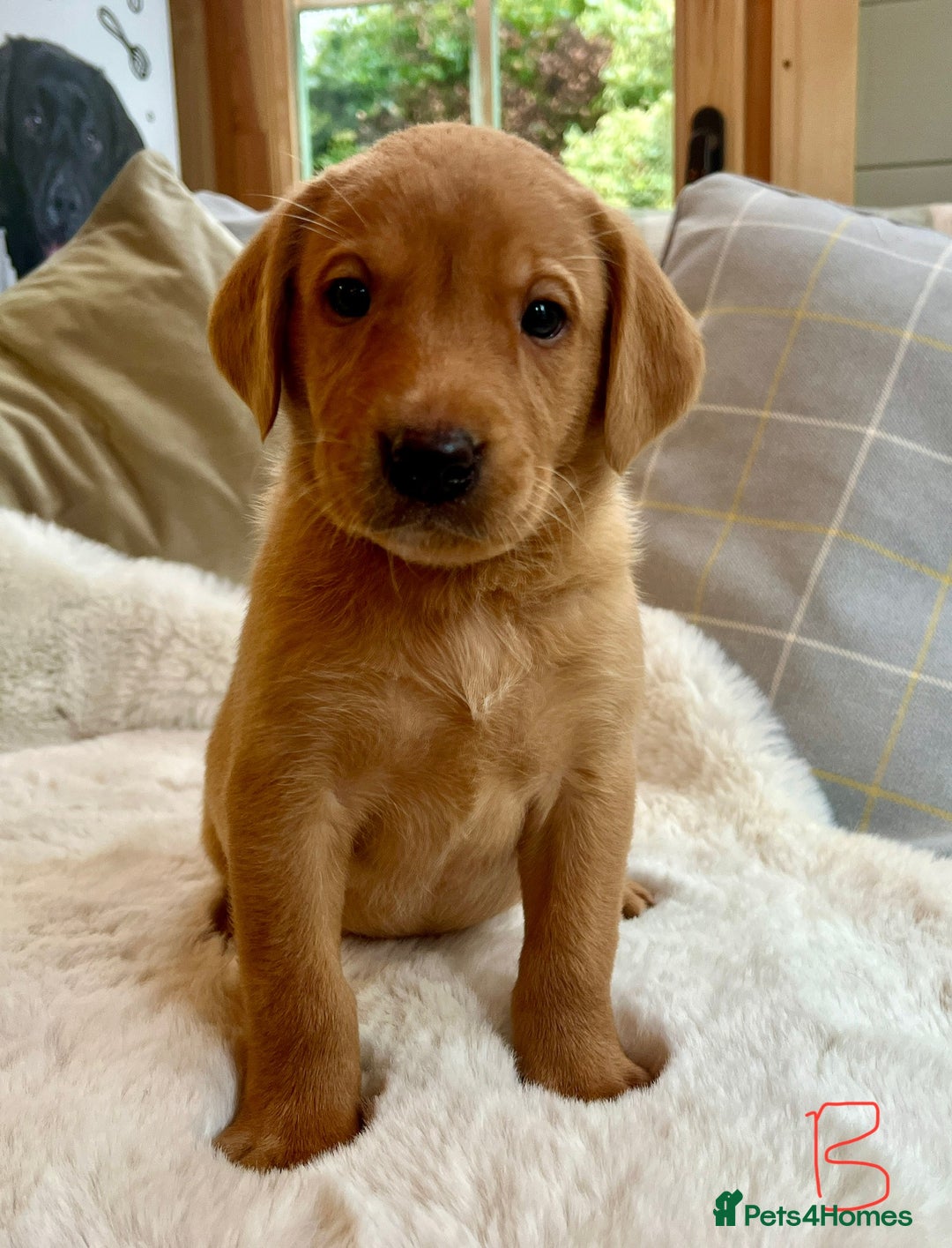 Labrador Retriever dogs for sale: Kc reg fox red Labradors  - Advert 1