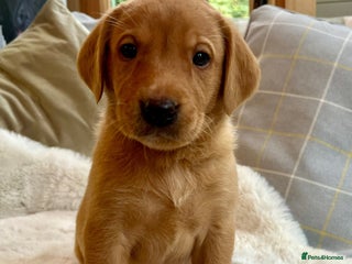 Labrador Retriever dogs Kc reg fox red Labradors - Advert 1