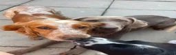 Cocker Spaniel dogs for sale: 🌸KC registered working cocker spaniel🌸 - Advert 2