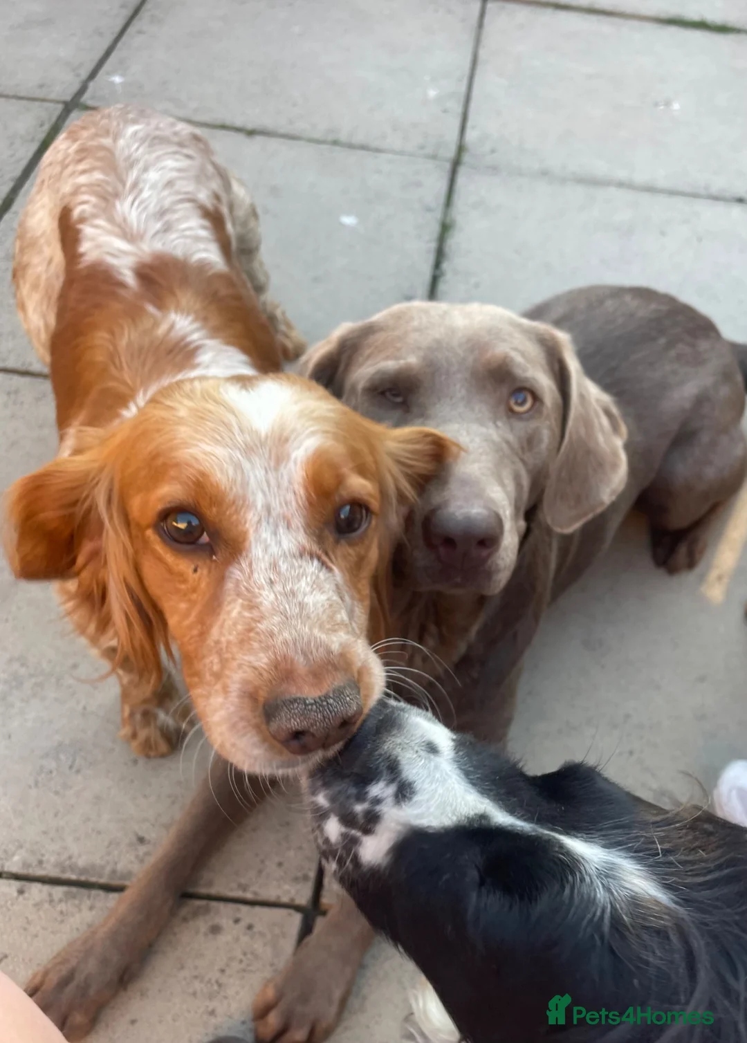 Cocker Spaniel dogs for sale: 🌸KC registered working cocker spaniel🌸 - Advert 2