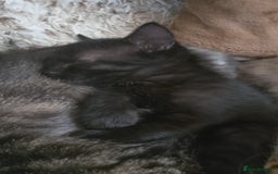 Bengal cats for sale: Beautiful mixed behalf kittens boys and girls - Image 2